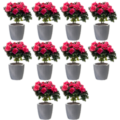 10pcs Grey PP Plastic Self-Watering Plant Flower Pots A305/309-Off Grid Living Supplies