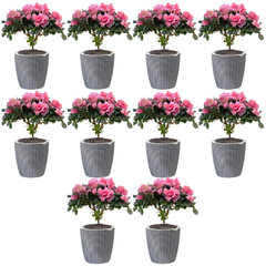 10pcs Grey PP Plastic Self-Watering Plant Flower Pots A305/309-Off Grid Living Supplies