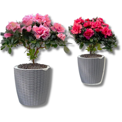 10pcs Grey PP Plastic Self-Watering Plant Flower Pots A305/309-Off Grid Living Supplies