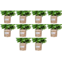 10pcs Self-Watering Flower Planters for Home Garden Balcony in Two Sizes TA05/09-Off Grid Living Supplies