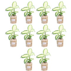 10pcs Self-Watering Flower Planters for Home Garden Balcony in Two Sizes TA05/09-Off Grid Living Supplies