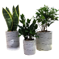 3pcs PP Plastic Plant Flower Pots Nursery Seedling Containers TA03/05/09-Off Grid Living Supplies