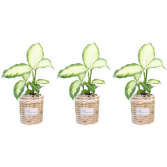 3pcs Self-Watering Flower Pots in Two Sizes with Striped Design TA05/09-Off Grid Living Supplies