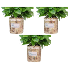 3pcs Self-Watering Flower Pots in Two Sizes with Striped Design TA05/09-Off Grid Living Supplies
