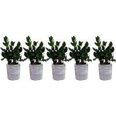 5pcs PP Plastic Plant Flower Pots Nursery Seedling Garden Containers TA05/09-Off Grid Living Supplies